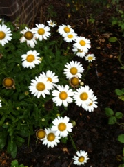 Daisies in the Rain