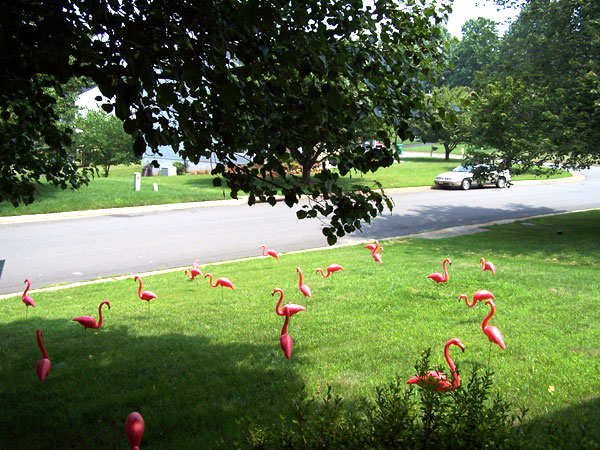 The flock of Pink Flamingos!