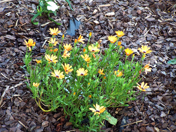 African Daisies