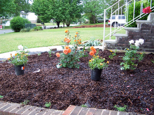 garden20405.jpg