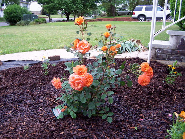 Orange floribunda called Gingersnap