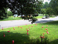 The flock of Pink Flamingos!