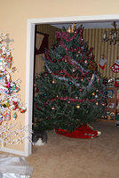 7 Foot Live Tree