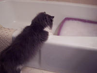 I had left one of the kitty boxes soaking in the tub when I noticed Cody checking it out.