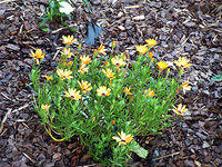 African Daisies