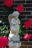 Angel of the Roses