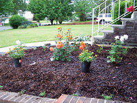 garden20405.jpg