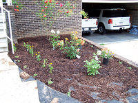 garden30405.jpg