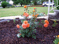 Orange floribunda called Gingersnap