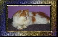 Ruby - KittyBoy's mom - picture taken by the breeder Susan Taylor Shore