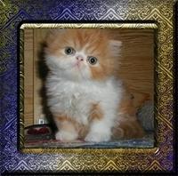 Baby KittyBoy - picture taken by the breeder Susan Taylor Shore