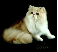 CH Barbeedoll's Sundance Kid - KittyBoy's dad - picture from the breeder Susan Taylor Shore